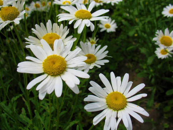 Biały zebranych kwiatów rumianku — Zdjęcie stockowe