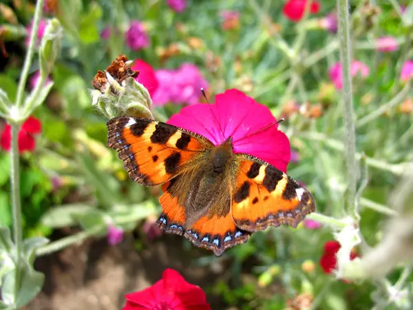 Insectos y flores — Foto de Stock