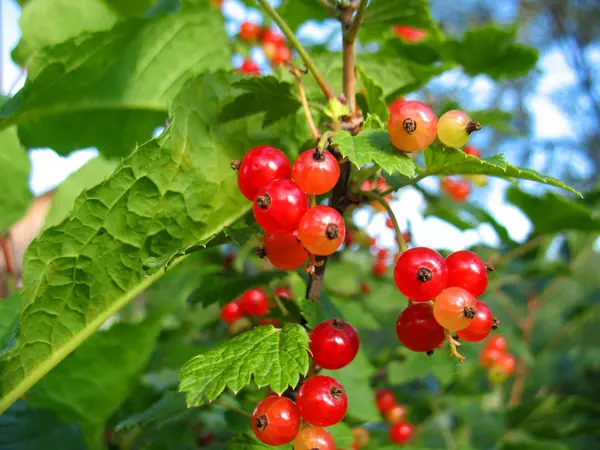 Red berries of red currants — Stock Photo, Image