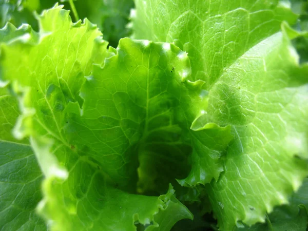 Green lettuce. macro — Stock Photo, Image