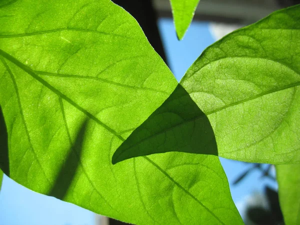 Hojas verdes y luz solar — Foto de Stock