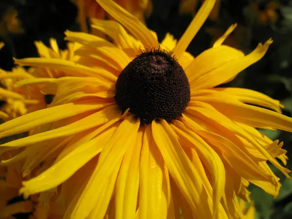 Žluté kvetoucí květiny — Stock fotografie