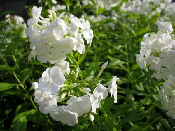 Floración blanca y hierba verde — Foto de Stock