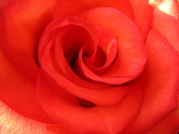 Die Knospe Der Roten Rose Makro — Stockfoto