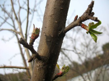 Ağaç dalları ve yeşil yapraklar.