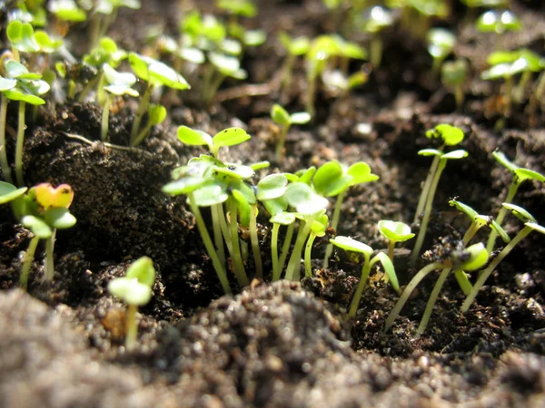 Broto de planta — Fotografia de Stock