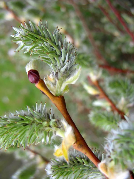 Branch of pussy-willow — Stock Photo, Image