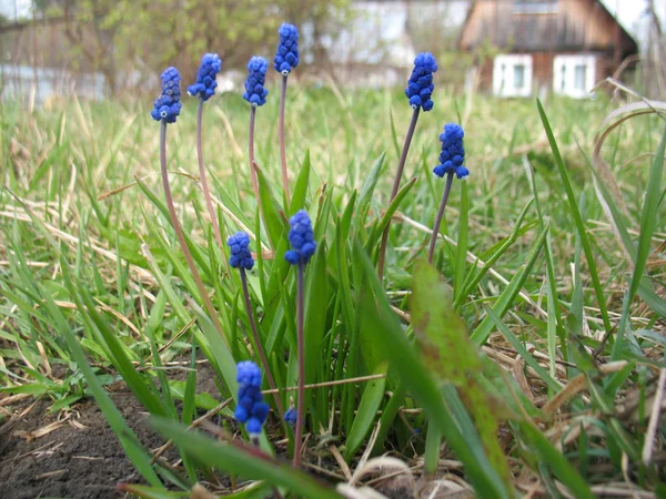 Blå blommor — Stockfoto