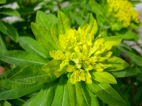 Zielone liście i kwiat — Zdjęcie stockowe