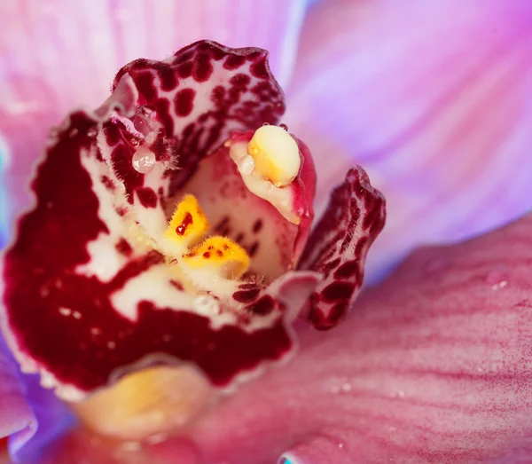 Vacker orkidé blomma — Stockfoto