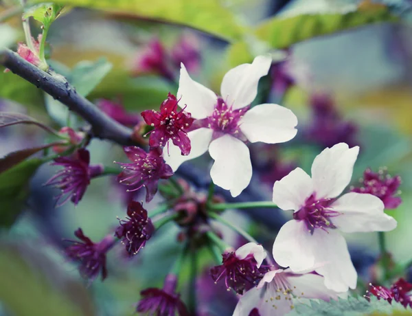 Flor de cereja japonesa no início da primavera, tons suaves — Fotografia de Stock