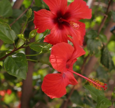 Bahçedeki güzel pembe çiçekler