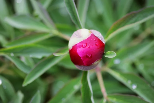 Fleurs roses dans le jardin — Photo