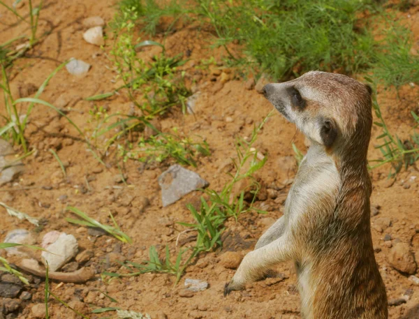 Viendo suricate poco salvaje suricate — Foto de Stock