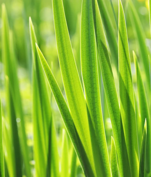 Green grass with water droplet in sunshine — Stock Photo, Image