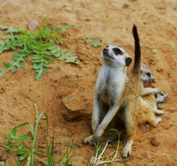 Observando pouco suricado selvagem meerkat — Fotografia de Stock