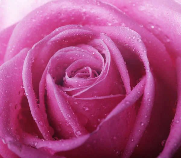 Τριαντάφυλλο με σταγόνες νερού κοντινό πλάνο — Φωτογραφία Αρχείου