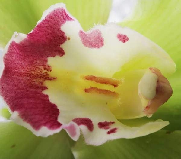 Grön orkidé blomma isolerade — Stockfoto