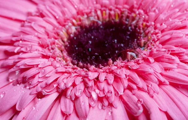 Gerber rosa con gota de agua — Foto de Stock