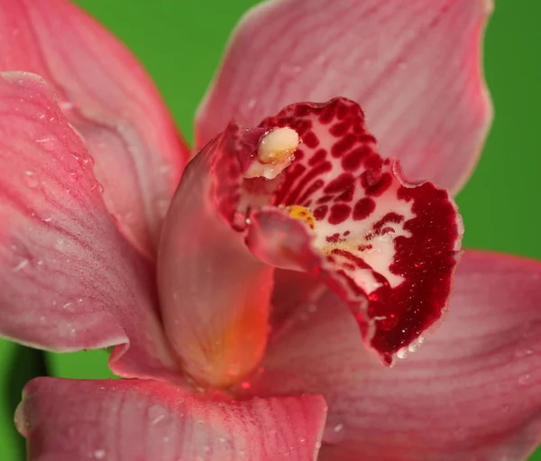 Pink orchid. Makro shoot. — Stockfoto