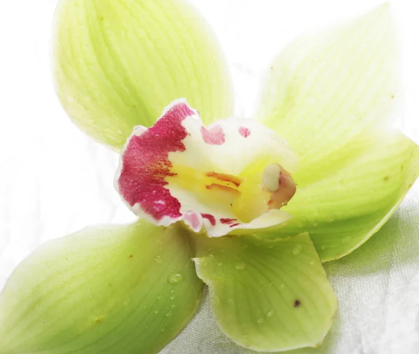Eine grüne Orchideenblume isoliert — Stockfoto