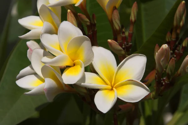 Bloemen in de tuin — Stockfoto