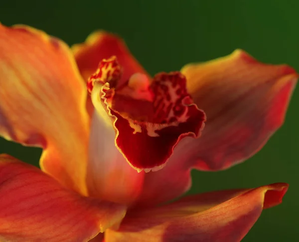 Rosa Orchidee auf grünem Hintergrund. — Stockfoto