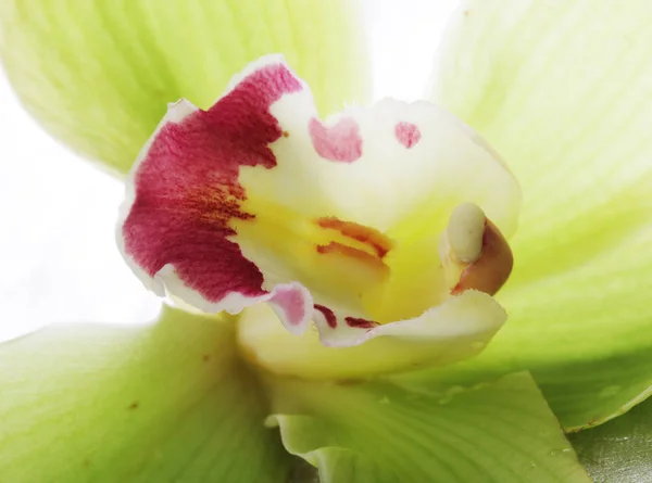 Flor de orquídea verde aislada — Foto de Stock
