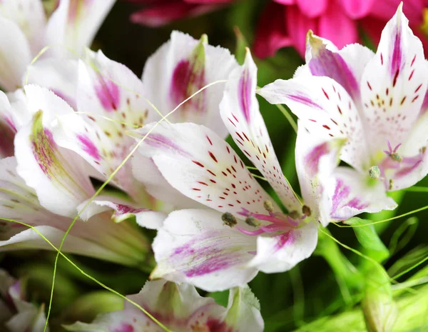 Vacker bukett av rosa och vita blommor — Stockfoto