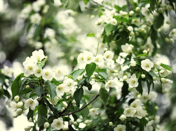 Blommor av apple — Stockfoto