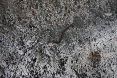 Gri taş arka plan - doku