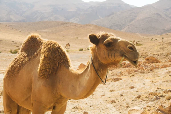 Kamelen i öknen sommardag — Stockfoto
