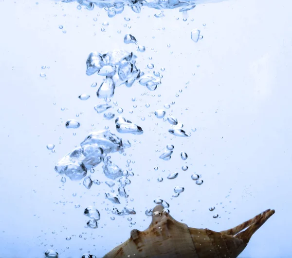 Exotic cockleshell in water — Stock Photo, Image