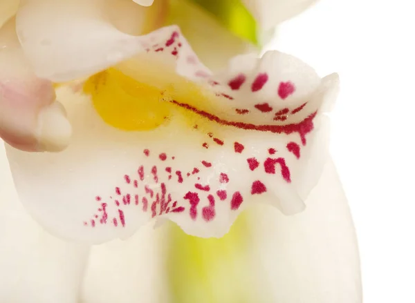 Primer plano amarillo de la orquídea — Foto de Stock