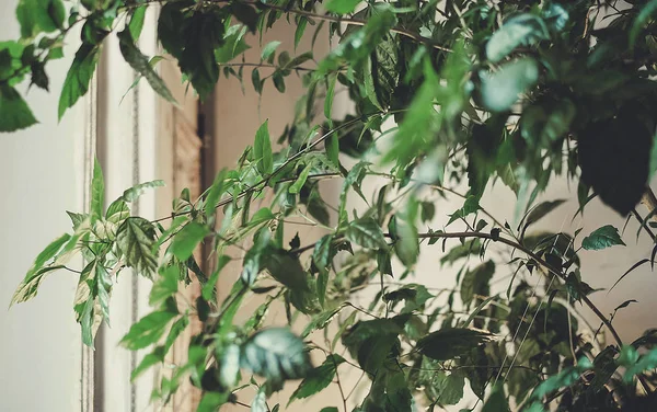 Çiçekler iç kısımda yakın plan bırakırlar.