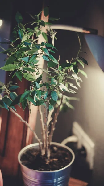 Virág, zöld levelei a pot az asztalon — Stock Fotó