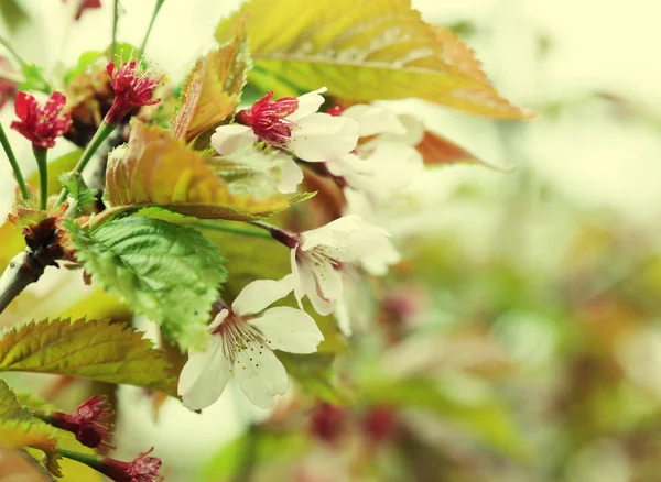 Japoński kwiat wiśni na wczesną wiosną — Zdjęcie stockowe