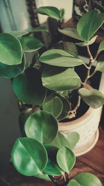 Masanın üzerinde bir tencerede yeşil yaprakları ile çiçek