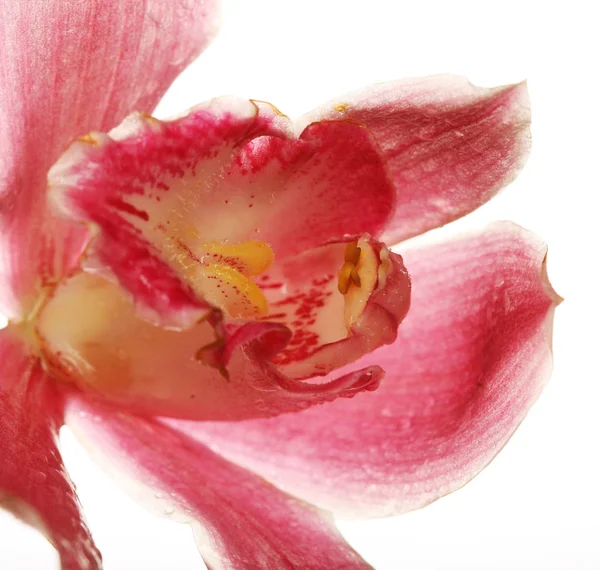 Pink Orchid närbild isolerad på vit bakgrund — Stockfoto