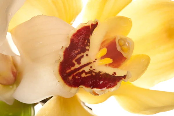 Primer plano amarillo de la orquídea — Foto de Stock