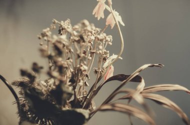 kuru çiçekler yakın çekim buket