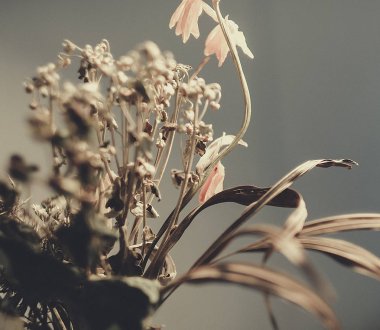 kuru çiçekler yakın çekim buket