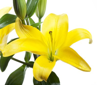 Beyaz arkaplanda izole zambaklar