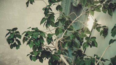 Çiçekler iç kısımda yakın plan bırakırlar.