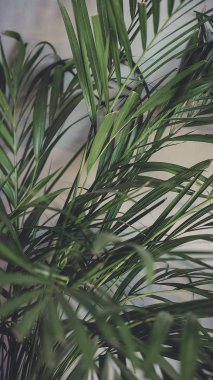 Çiçekler iç kısımda yakın plan bırakırlar.