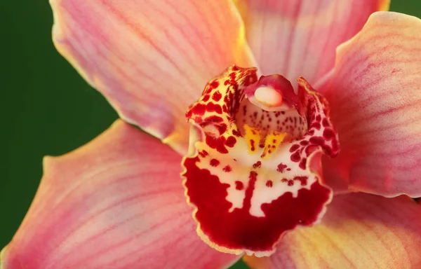 Pink orchid. närbild — Stockfoto