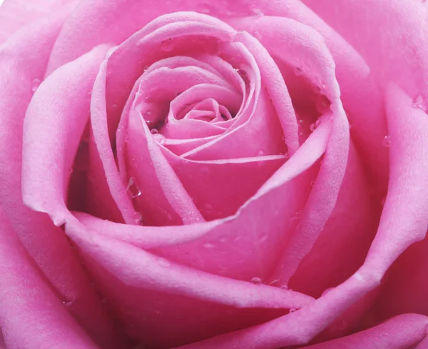 Роза з краплями води крупним планом — стокове фото