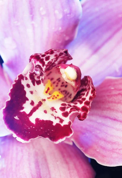 Wunderschöne Orchideenblume — Stockfoto