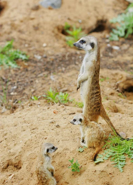 Observando pouco suricado selvagem meerkat — Fotografia de Stock