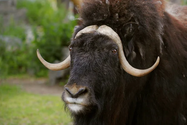 Porträt eines wütenden Moschusochsen mit großen Hörnern — Stockfoto